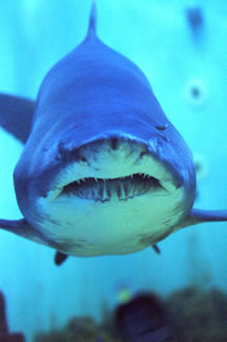 Sea World, Holesovice, Prague 7