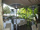 Bellevue Restaurant, Old Town, Prague 1