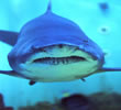 Sea World, Holesovice, Prague 7